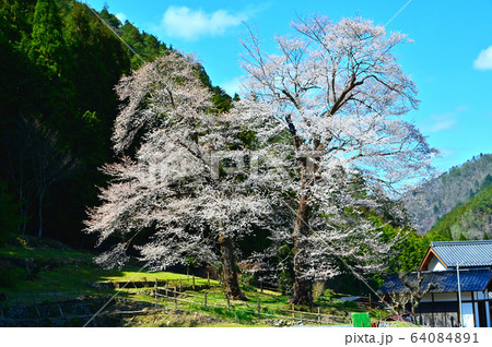 下呂市の苗代桜 下呂市の苗代桜 64084891