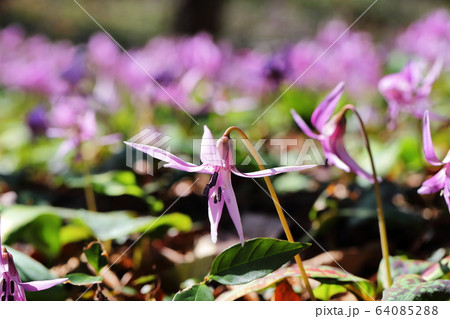 カタクリ 64085288