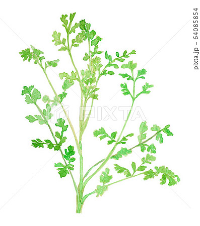 Coriandrum sativum コリアンダー/パクチー/香菜 Coriandrum sativum コリアンダー/パクチー/香菜 64085854