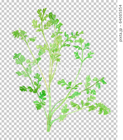 Coriandrum sativum コリアンダー/パクチー/香菜 Coriandrum sativum コリアンダー/パクチー/香菜 64085854