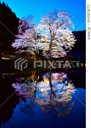 下呂市の苗代桜ライトアップ 64085872