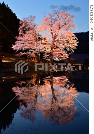 下呂市の苗代桜ライトアップ 64085875