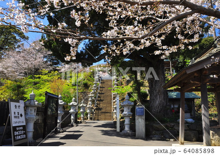 神奈川県厚木市 飯山観音(長谷寺)仁王門参道桜並木 神奈川県厚木市 飯山観音(長谷寺)仁王門参道桜並木 64085898