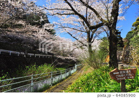 神奈川県厚木市　飯山観音（長谷寺）参道桜並木と道しるべ 64085900