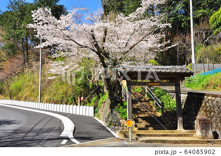 神奈川県厚木市 飯山観音 長谷寺 参道の門と桜並木の写真素材