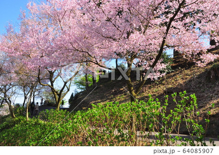 神奈川県厚木市 飯山観音(長谷寺)参道の濃いピンク色桜並木 神奈川県厚木市 飯山観音(長谷寺)参道の濃いピンク色桜並木 64085907