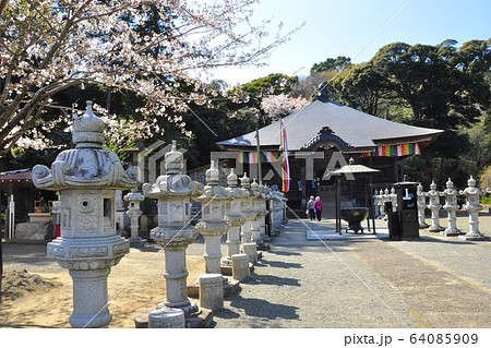 神奈川県厚木市　飯山観音（長谷寺）観音堂と桜 64085909