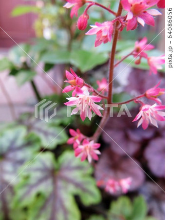 ヒューケレラ　タペストリー開花 64086056