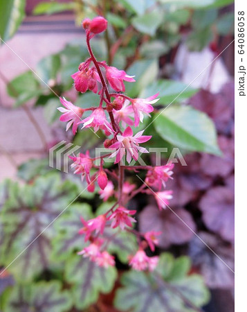 ヒューケレラ タペストリー開花 ヒューケレラ タペストリー開花 64086058
