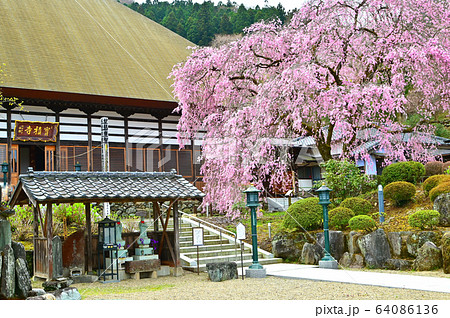 宝積寺の紅枝垂桜 64086136