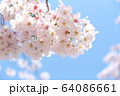 桜の花 64086661