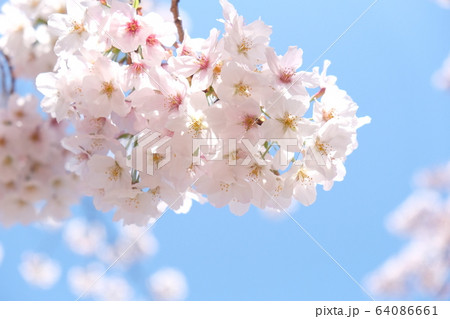 桜の花 64086661