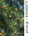 松の花 64086675