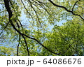 木々と空 64086676