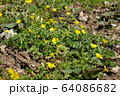 カタバミ 64086682