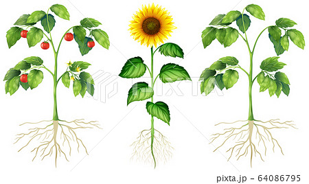 Three Different Types Of Plants On Whiteのイラスト素材