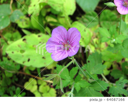 ゲンノショウコ 64087166