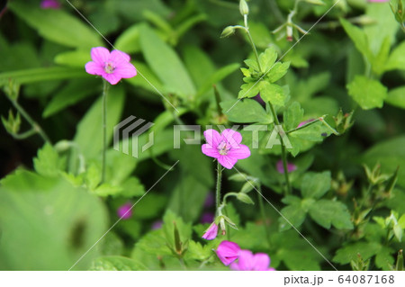 ゲンノショウコ 64087168