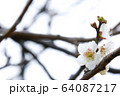 白梅 64087217