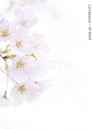 白背景桜 64088107