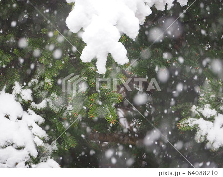 雪 64088210