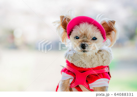 見つめるわんこ 見つめるわんこ 64088331