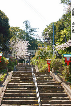 埴生神社の桜 64088705