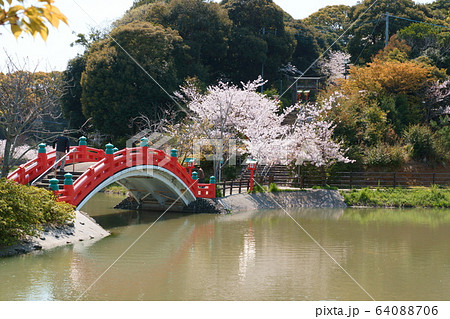 太鼓橋と桜 64088706