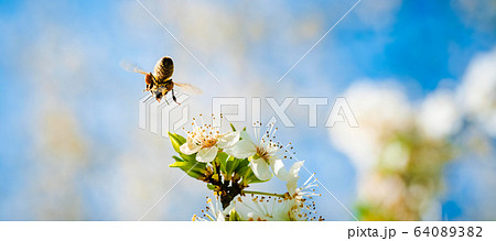 Close-up photo of a Honey Bee gathering nectar and Close-up photo of a Honey Bee gathering nectar and 64089382