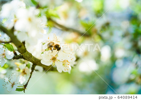 Close-up photo of a Honey Bee gathering nectar and 64089414