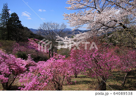 岩根山つつじ園の満開のつつじと桜　埼玉県長瀞町 64089538