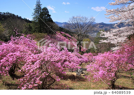 岩根山つつじ園の満開のつつじと桜　埼玉県長瀞町 64089539