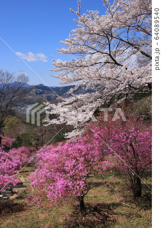岩根山つつじ園の満開のつつじと桜　埼玉県長瀞町 64089540