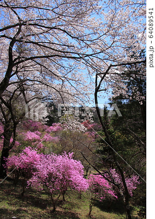 岩根山つつじ園の満開のつつじと桜　埼玉県長瀞町 64089541