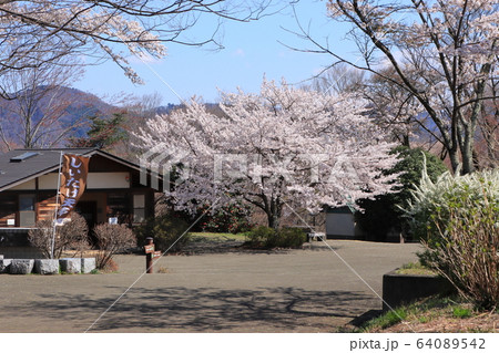 美しい美の山公園の桜　埼玉県皆野町・秩父市 64089542