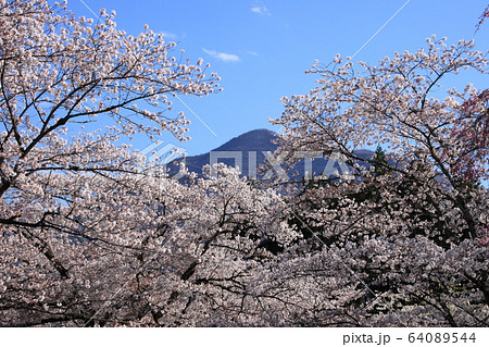 羊山公園の美しい満開の桜と武甲山　埼玉県秩父市 64089544