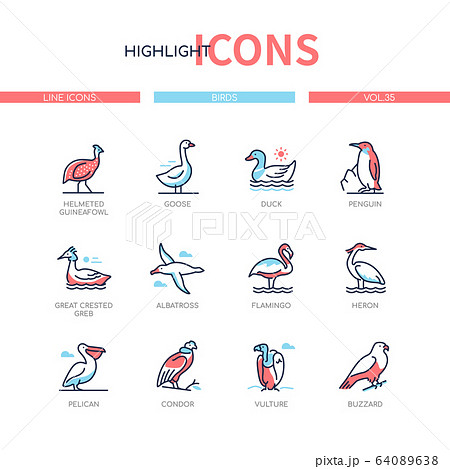 Bird species - modern line design style icons set Bird species - modern line design style icons set 64089638