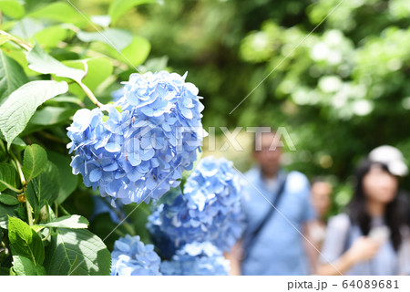 あじさい 64089681