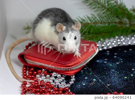 Happy New Year Symbol of 2020 New Year - white or metal silver rat. Cute rat in hat. Lady like. Reflection in mirror. Fun New Year animal, funny pet - rat. Chinese zodiac, eastern horoscope 2020 64090241