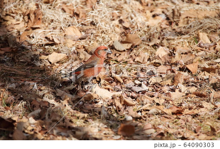 イスカのオス 64090303