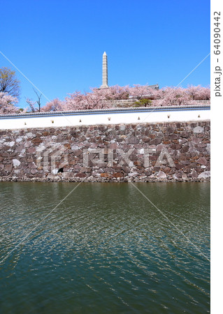 甲府城 舞鶴城公園 快晴 山梨県 桜満開の写真素材
