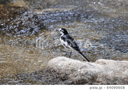 セキレイ 64090608