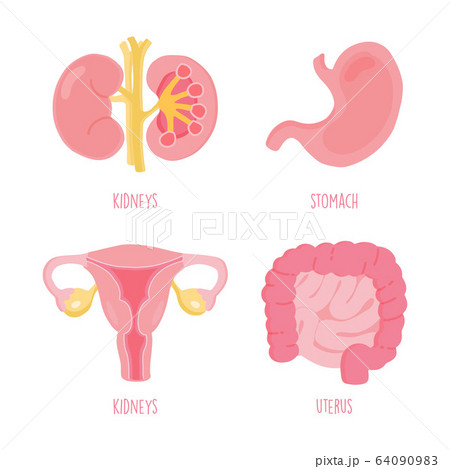 Set of human internal organs including stomach, intestine, uterus and kidneys 64090983
