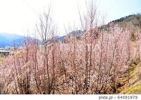 啓翁桜 啓翁桜 64091979