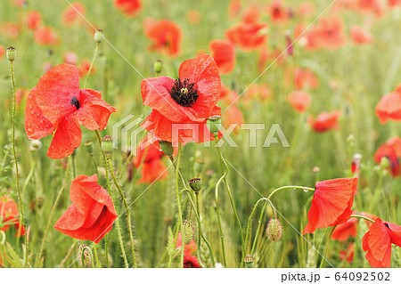 Bright red wild poppies covered with rain water drops growing in field of green unripe wheat Bright red wild poppies covered with rain water drops growing in field of green unripe wheat 64092502