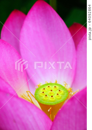 蓮 花 ピンク 64092864