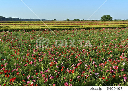 ポピーの花畑と麦畑の写真素材