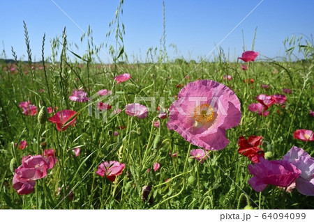 野草の中に咲くポピーの花 64094099