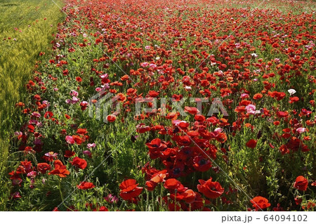 ポピーの花畑と麦畑の写真素材