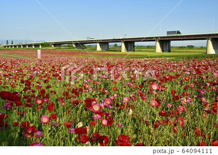 ポピーの花畑と荒川に架かる御成橋 64094111